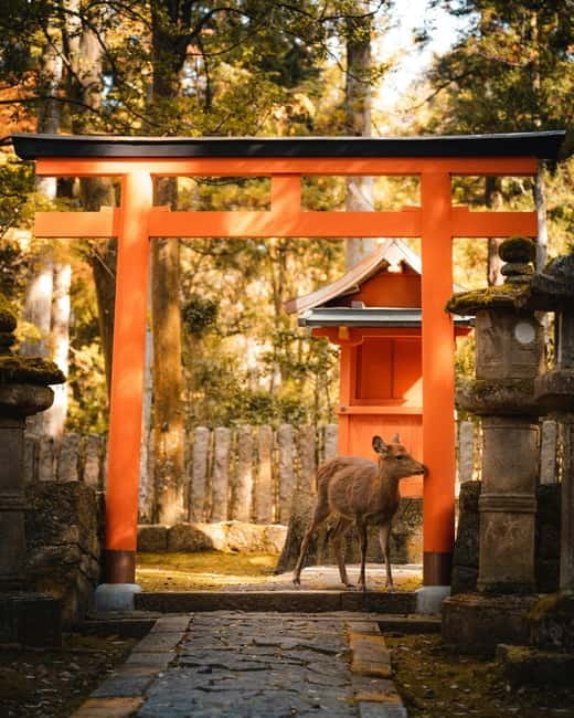 Osaka: Kyoto and Nara Private Day Trip - Key Things That Make This Day Trip Worth It