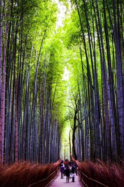 Osaka: Kyoto and Nara Private Day Trip - Price and What You’re Really Paying For ($474 for Up to 6)
