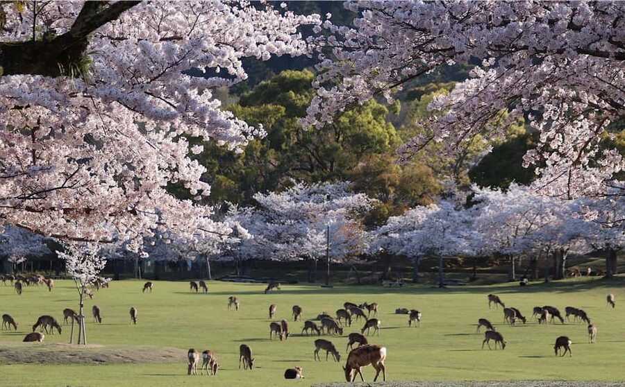 Osaka/Kyoto: Arashiyama, Nara Park, Fushimi Shrine Tour - Key Points Worth Noticing Before You Go