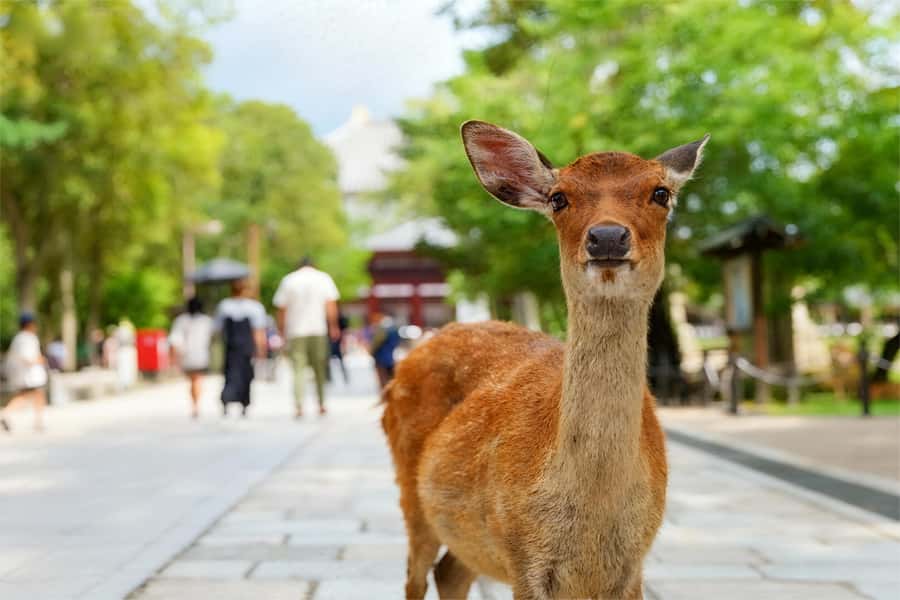 Osaka/Kyoto: Kiyomizudera Fushimi Inari, Nara Tour w/ Pickup - Shinsaibashi-suji Shopping Street: A Practical Way to End in Osaka