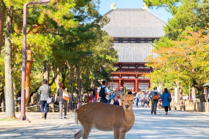 Osaka & Kyoto & Nara Top Hightlights English Speaking Tour - Walking, Free Time, and Avoiding Getting Left Behind