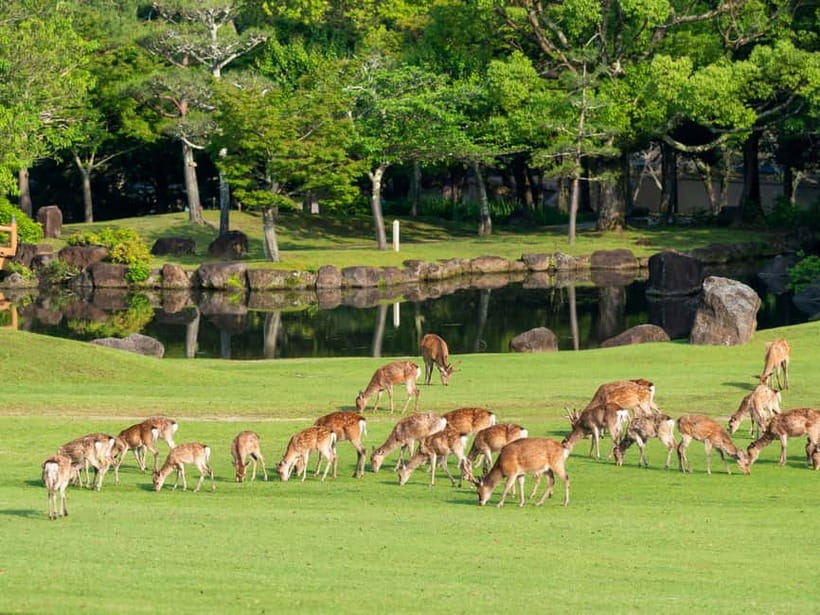Osaka: Kyoto & Nara & Uji Historical and Scenic One-Day Tour - One Ticket, Four Famous Stops (And Why the Route Makes Sense)