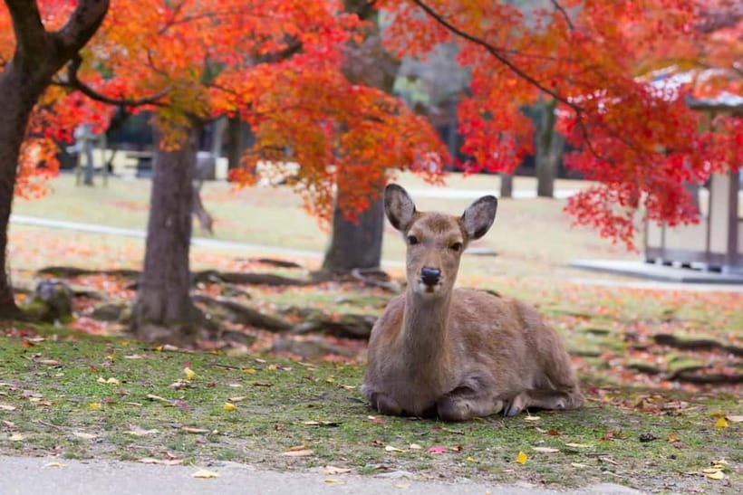 Osaka: Kyoto & Nara & Uji Historical and Scenic One-Day Tour - Time on the Road vs. Time in the Sites