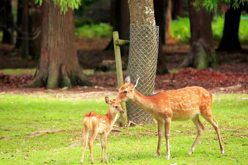 Osaka: Kyoto & Nara & Uji Historical and Scenic One-Day Tour - Price and Value: Is $56 a Fair Trade?