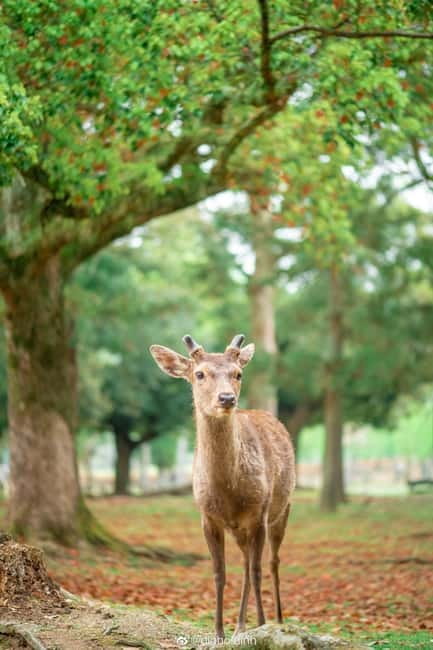 Osaka: Kyoto & Nara & Uji Historical and Scenic One-Day Tour - The Guide Factor: Explanations That Make Stops Easier