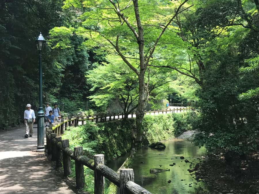Osaka: Mino Forest Walk and Giant Waterfall with Local Lunch - Finale: the 33m Mino waterfall (plus yuzu cider)