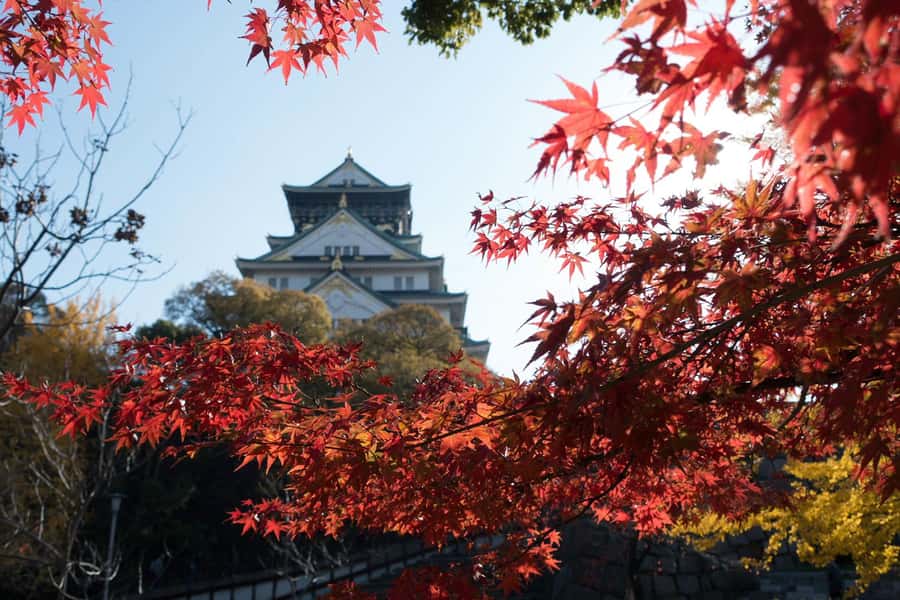 Osaka: Osaka Castle 3 hours Historical Walking Tour - Price and Entrance Fees: Is This Tour Worth $30?