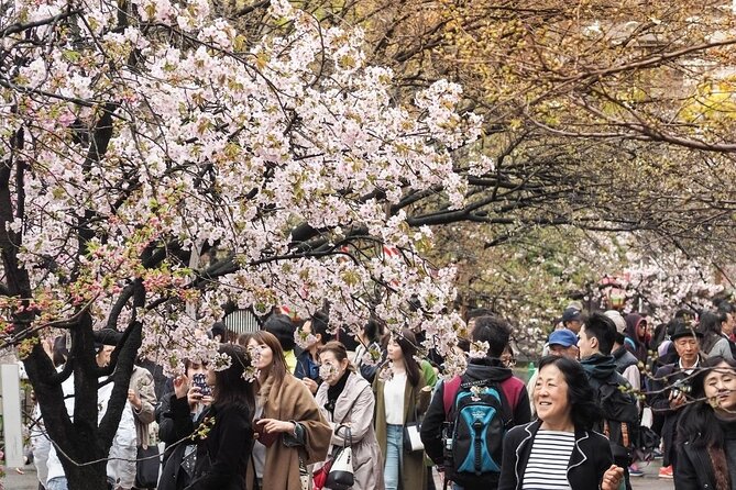 Osaka Private Cherry Blossom Tour with a Local – Picnic Included - Expo ’70 memorial park: thousands of trees and open-air lawns