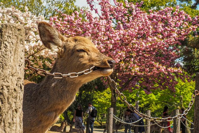 Osaka Private Cherry Blossom Tour with a Local – Picnic Included - What you eat: bento box, shared sushi, sweets, and two drinks