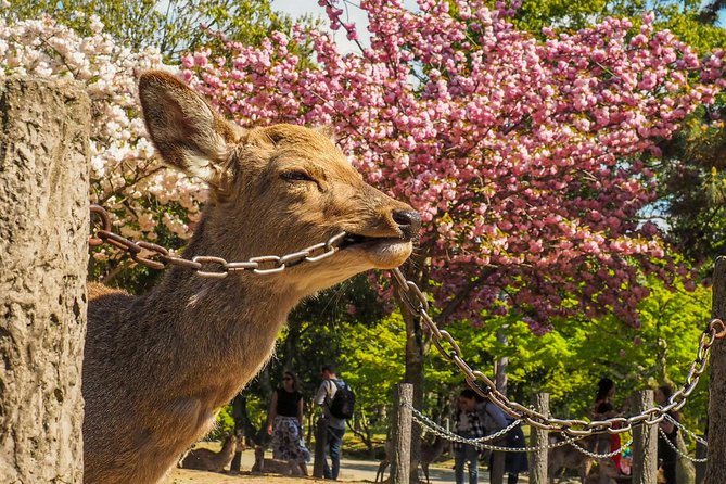 Osaka to Nara Day Trip with a Local – Private & Personalized - Why Osaka to Nara works best as a private day trip