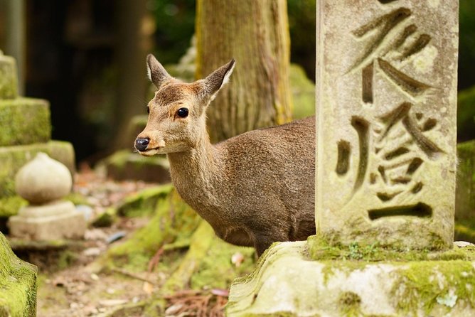 Osaka to Nara Day Trip with a Local – Private & Personalized - Food in Kansai style: plan for it, because it’s on your own