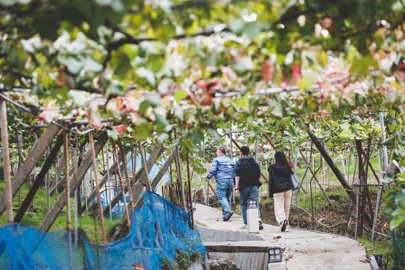 Osaka Winery Tour with Wine Tasting & Vineyard Walk - How this Katashimo tour feels in real life (and why it works)