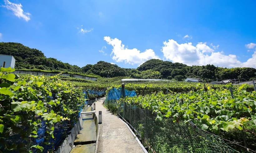 Osaka Winery Tour with Wine Tasting & Vineyard Walk - Wine tasting basics: three wines, small bites, and learning as you taste