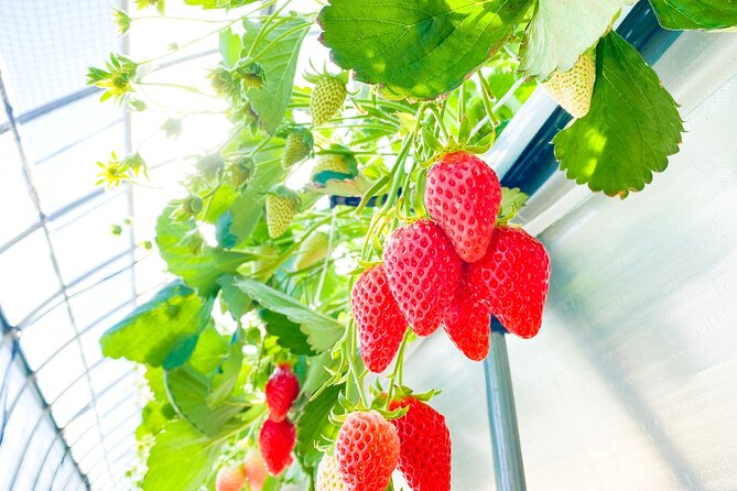 Play with Snow Crab Buffet Lunch and Strawberry Picking Bus Tour - Price and value: what you’re paying for