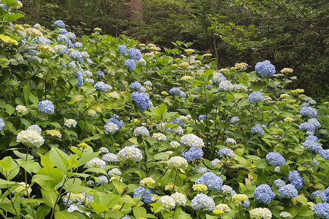 Private Car Day Trip to the Kobe Mountains, Gardens and Hot Springs from Osaka - Entrance fees: budget yen, not just the tour price
