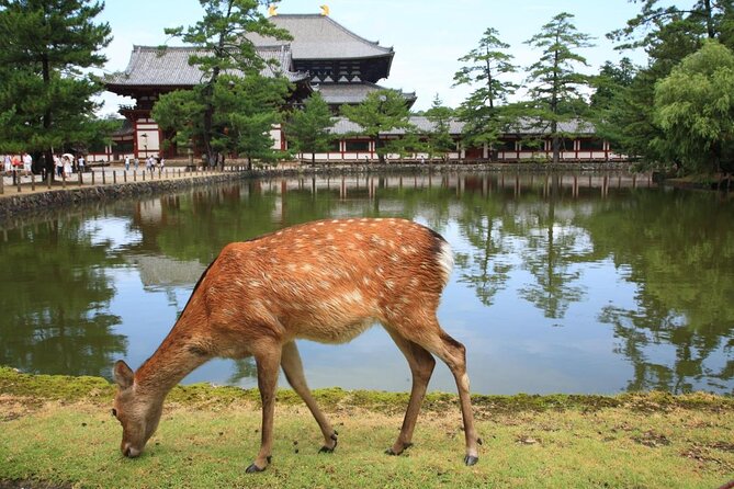 Private Tour to Nara from Osaka with English speaking Driver - Key things that make this Osaka-to-Nara private tour work