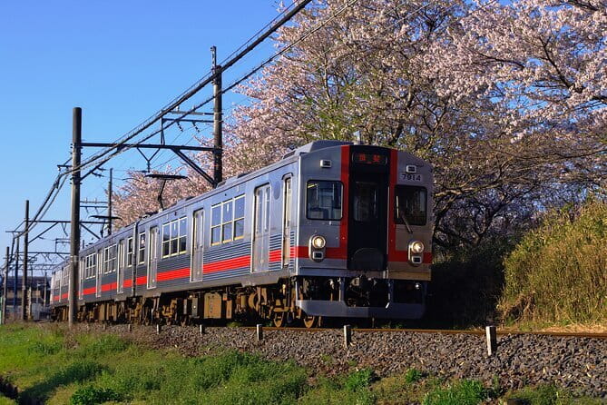 Sakura Magic and Nabana No Sato Day Tour From Osaka - Why This Spring Day Trip Works From Osaka