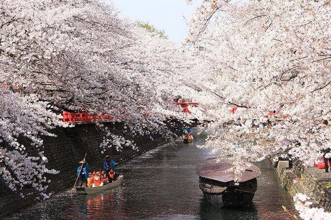Sakura Magic and Nabana No Sato Day Tour From Osaka - Stop 4 Nabana no Sato: Mt. Fuji Illumination and Cherry Blossom Nights