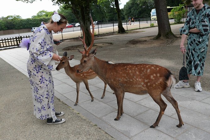 Shore Excursion: Full Day Private Nara Tour from Osaka /Kobe port - Key highlights you’ll actually care about